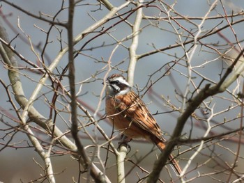 Meadow Bunting 秦野戸川公園 Wed, 3/27/2024