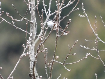 Long-tailed Tit 秦野戸川公園 Wed, 3/27/2024