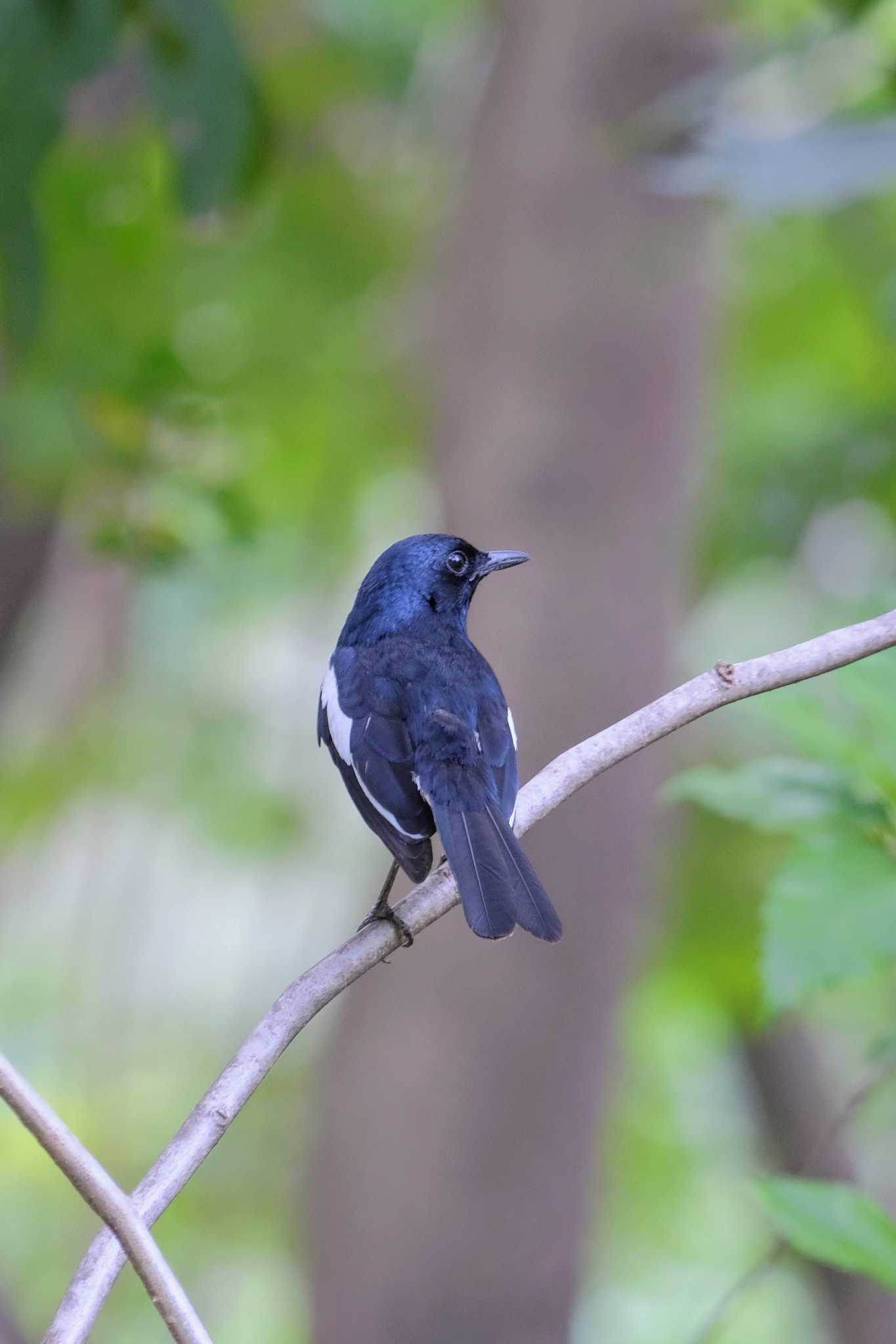 Photo of Oriental Magpie-Robin at Wachirabenchathat Park(Suan Rot Fai) by BK MY