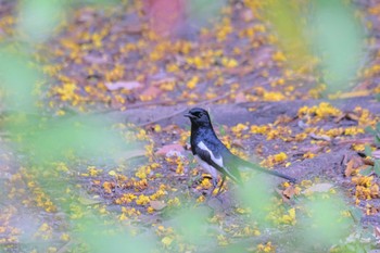 シキチョウ Wachirabenchathat Park(Suan Rot Fai) 2024年3月27日(水)