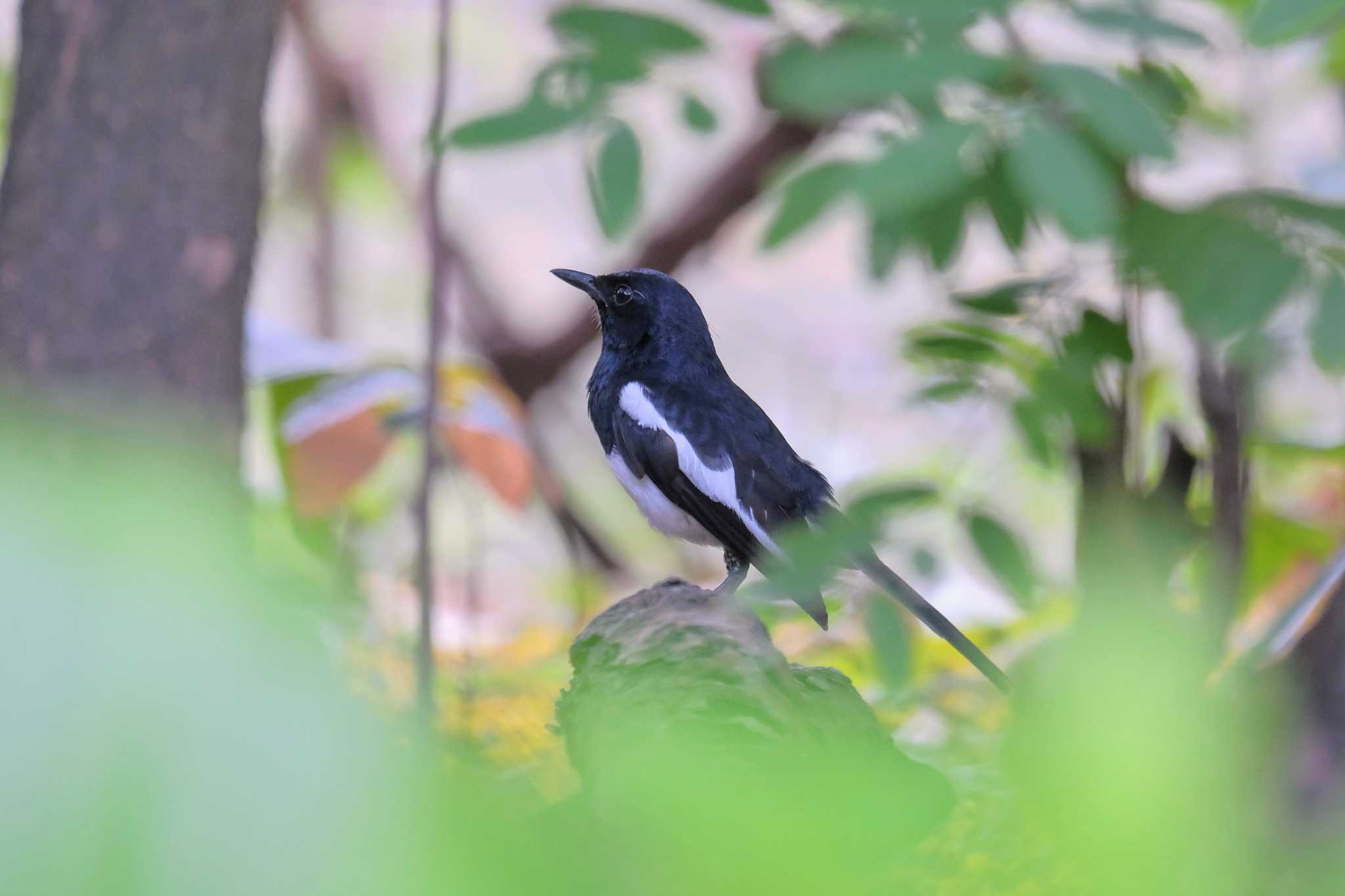 Photo of Oriental Magpie-Robin at Wachirabenchathat Park(Suan Rot Fai) by BK MY