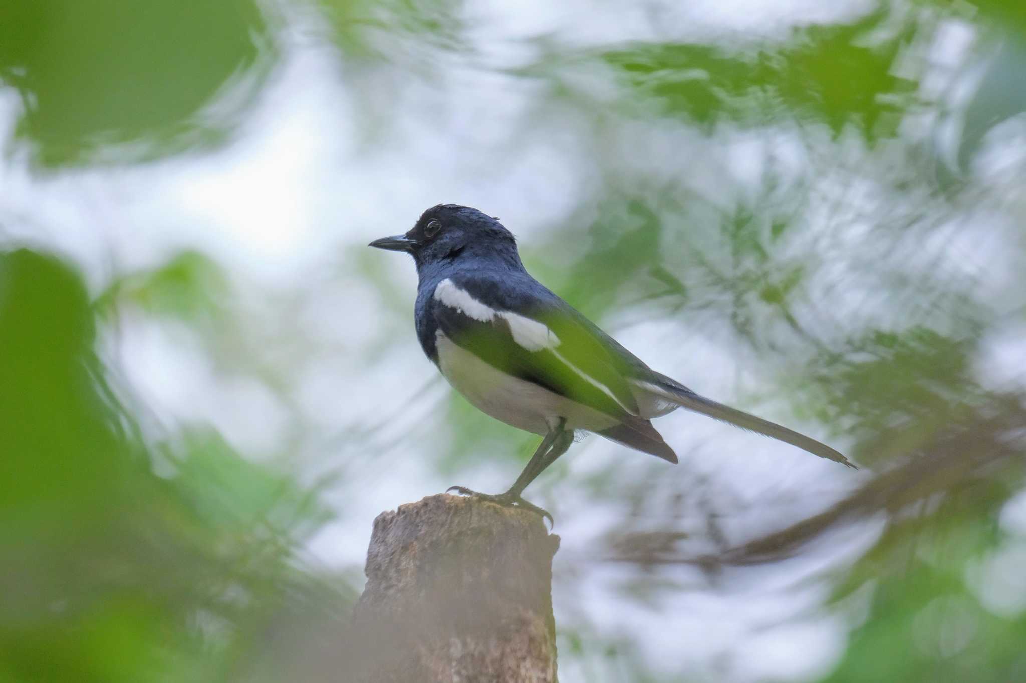 Photo of Oriental Magpie-Robin at Wachirabenchathat Park(Suan Rot Fai) by BK MY
