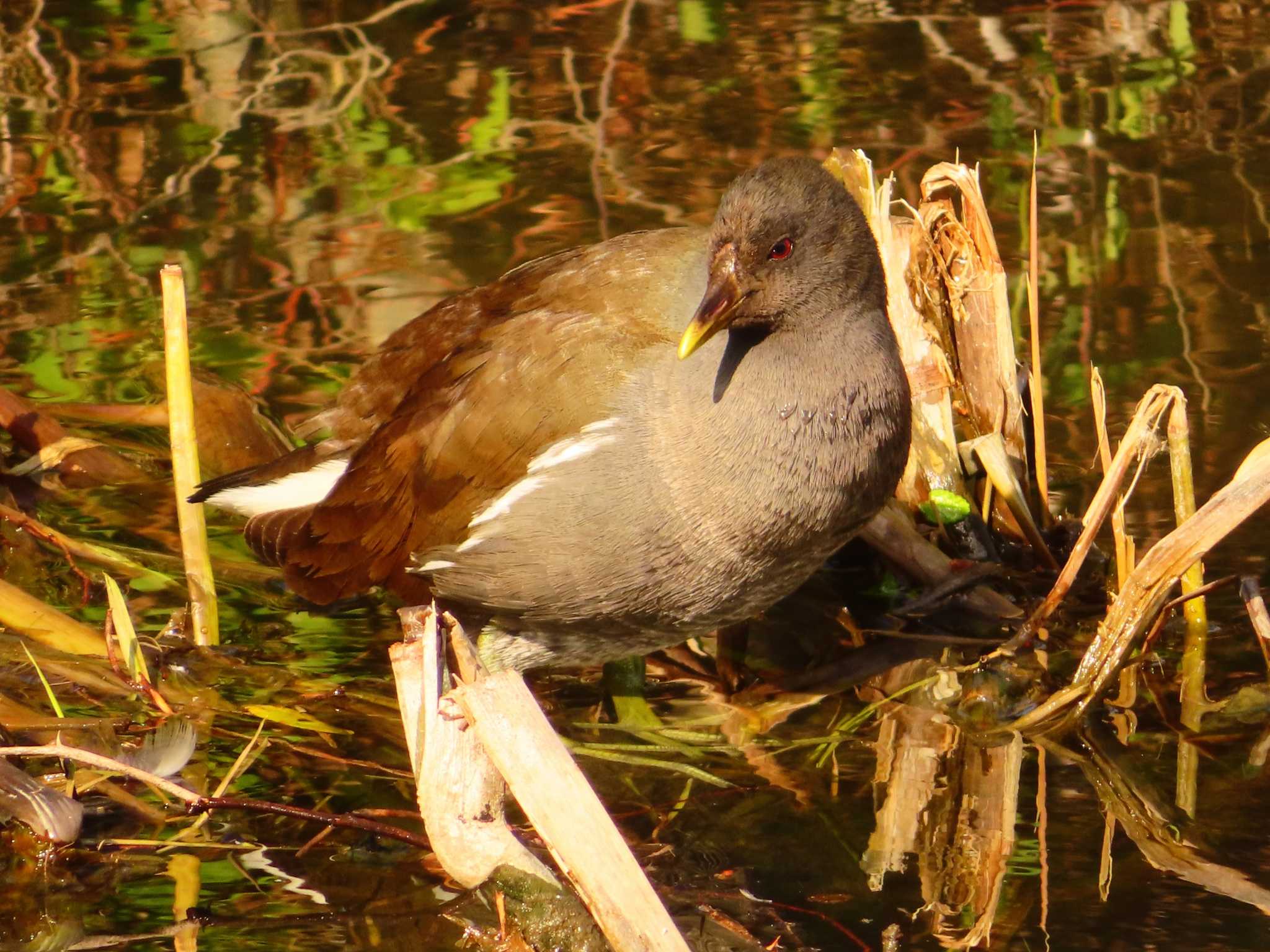 Photo of Common Moorhen at Oizumi Ryokuchi Park by ゆ