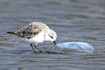 Sanderling Sambanze Tideland Sun, 3/24/2024