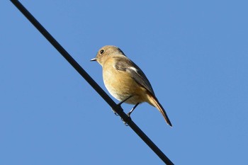 2018年12月17日(月) 加木屋緑地の野鳥観察記録