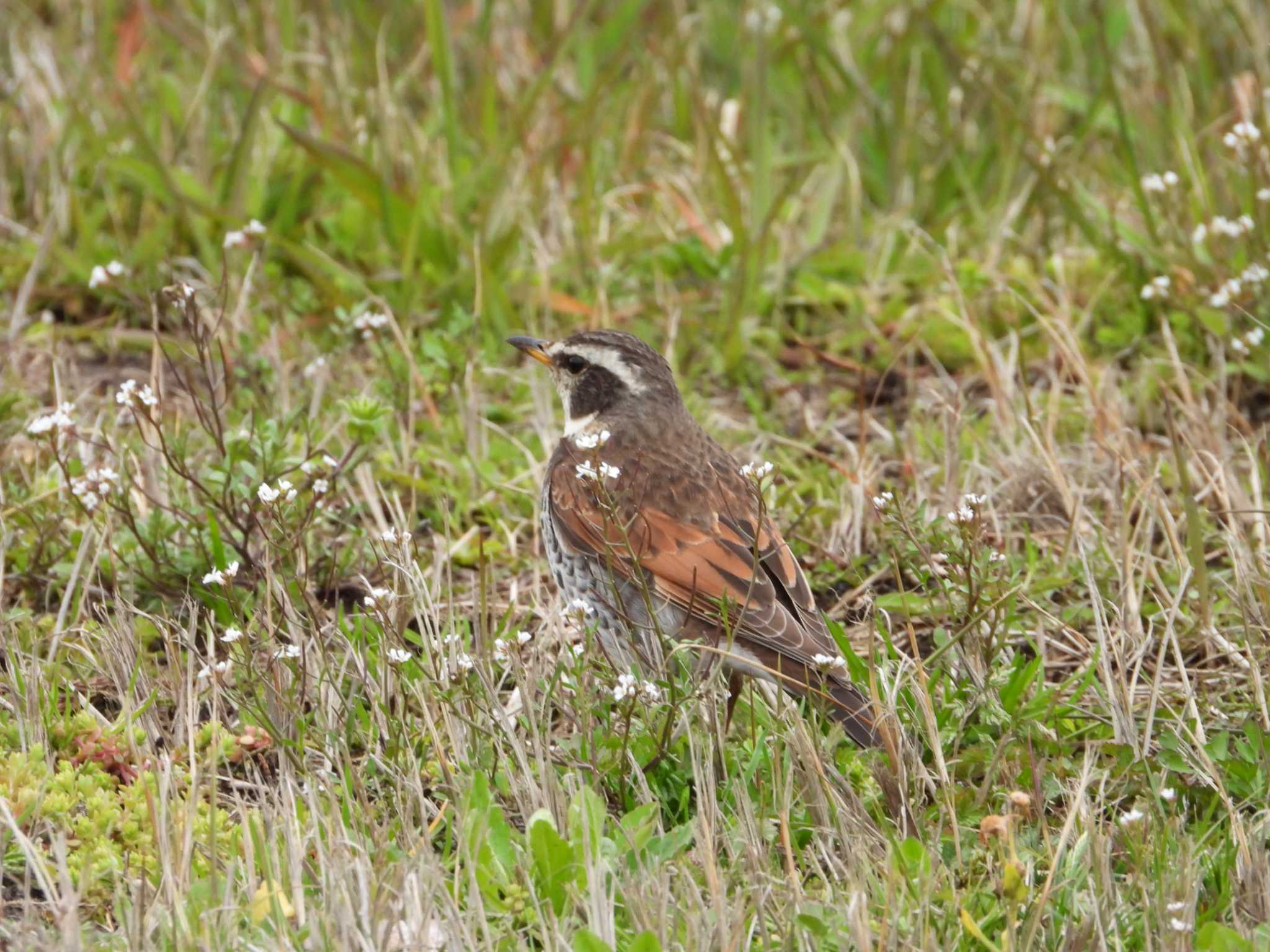 Dusky Thrush