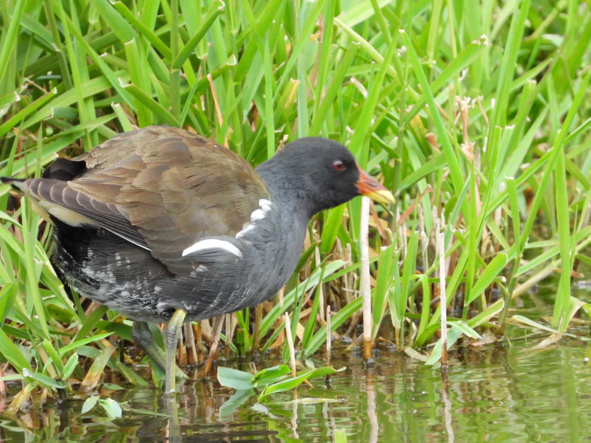 Common Moorhen