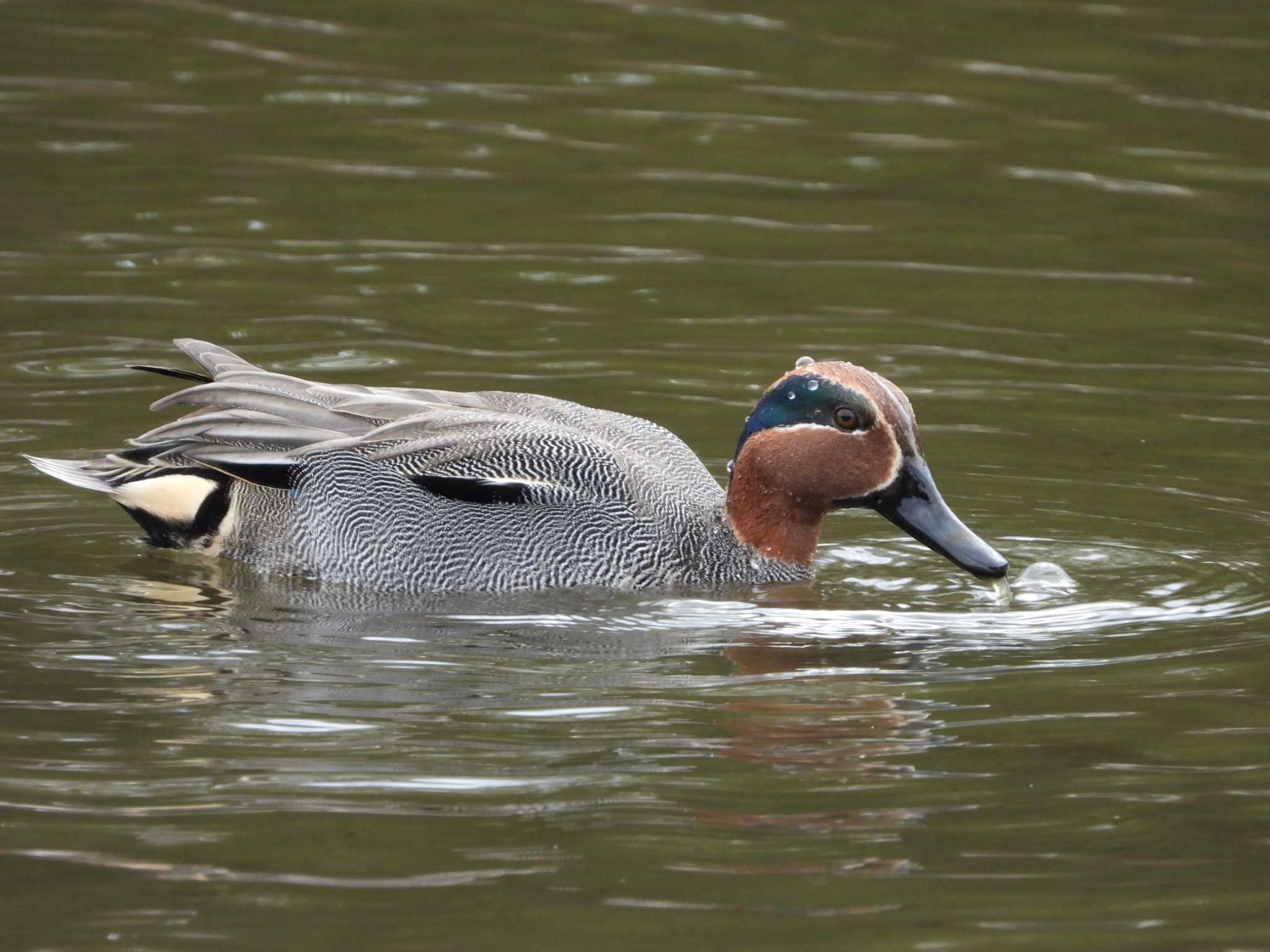 Eurasian Teal