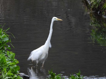 ダイサギ 厳島湿生公園(中井町) 2024年3月27日(水)