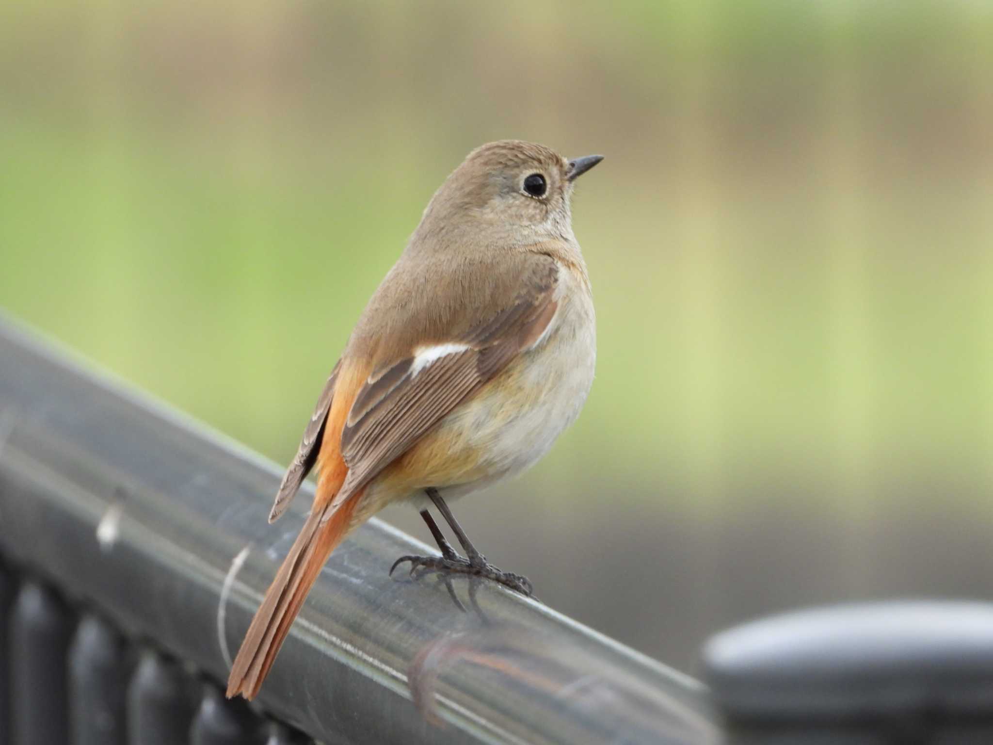 Daurian Redstart