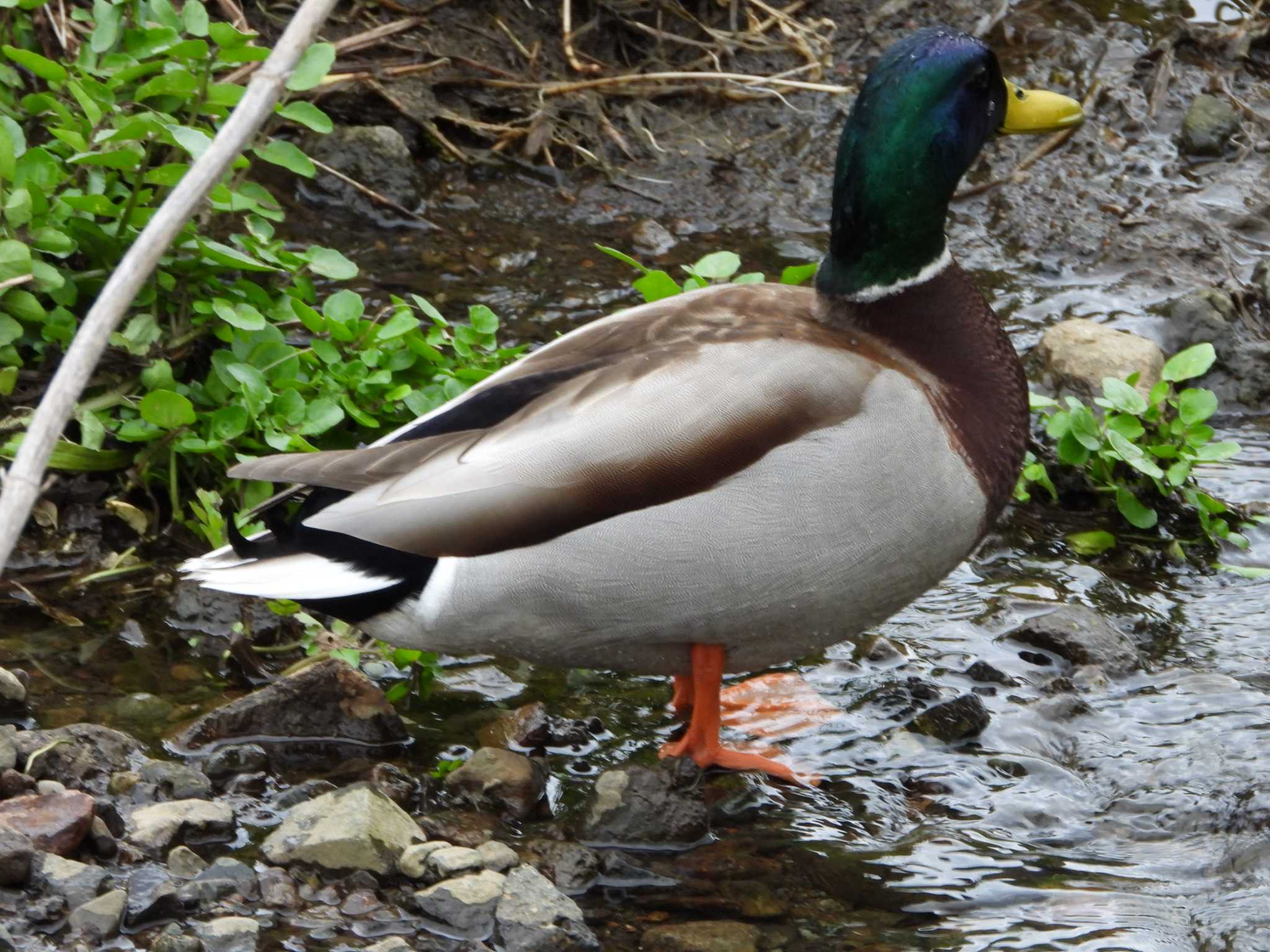 厳島湿生公園(中井町) マガモの写真 by ヨシテル