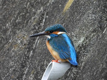 2024年3月27日(水) 厳島湿生公園(中井町)の野鳥観察記録