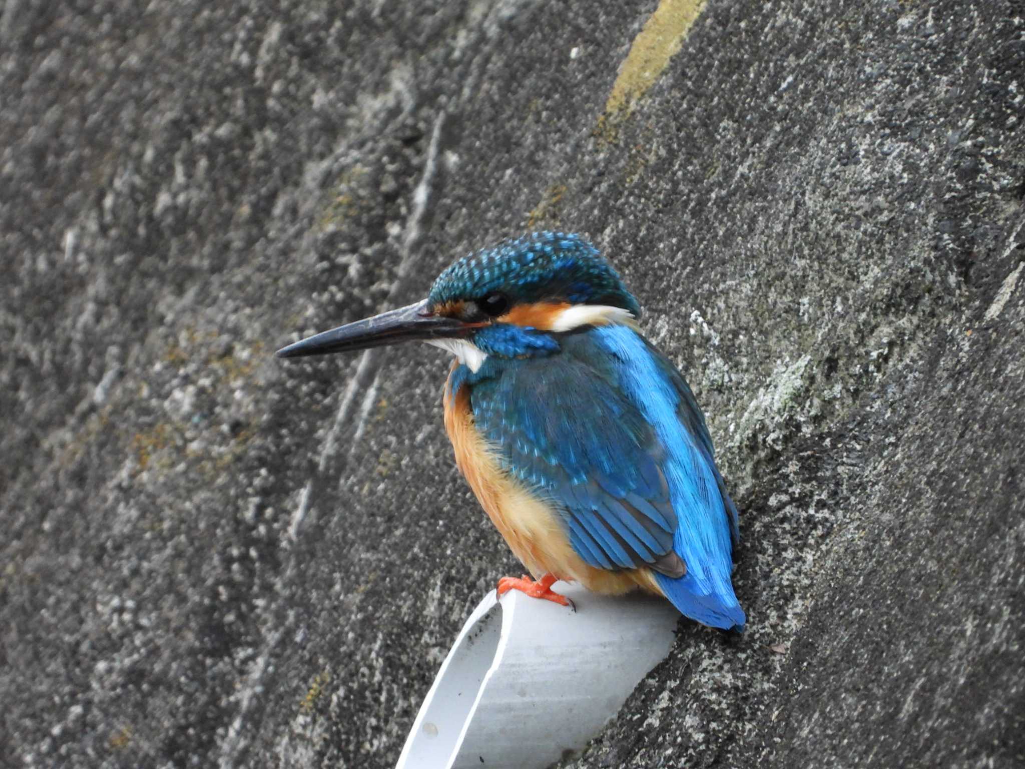 Common Kingfisher