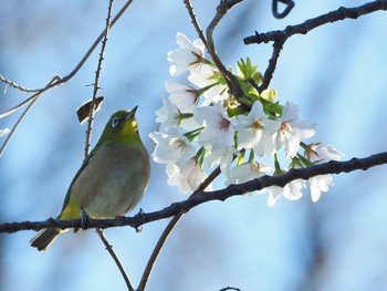 メジロ 東京港野鳥公園 2023年3月19日(日)