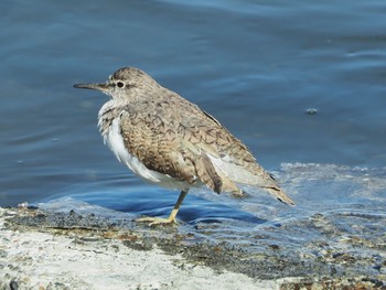 イソシギ 東京港野鳥公園 2023年3月19日(日)