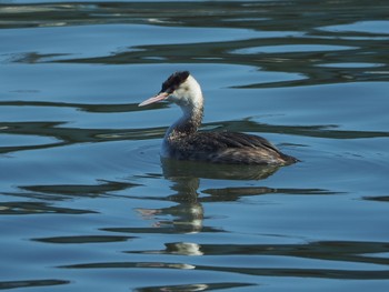 カンムリカイツブリ 東京港野鳥公園 2023年3月19日(日)