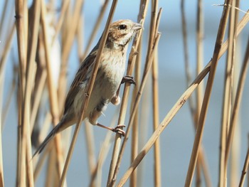 オオジュリン 東京港野鳥公園 2023年3月19日(日)