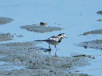 ハクセキレイ 東京港野鳥公園 2023年3月19日(日)