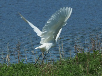 ダイサギ 東京港野鳥公園 2023年3月19日(日)