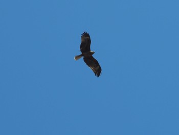 未同定 東京港野鳥公園 2023年3月19日(日)