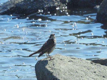 ツグミ 東京港野鳥公園 2023年3月19日(日)