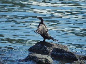 Japanese Cormorant Tokyo Port Wild Bird Park Sun, 3/19/2023