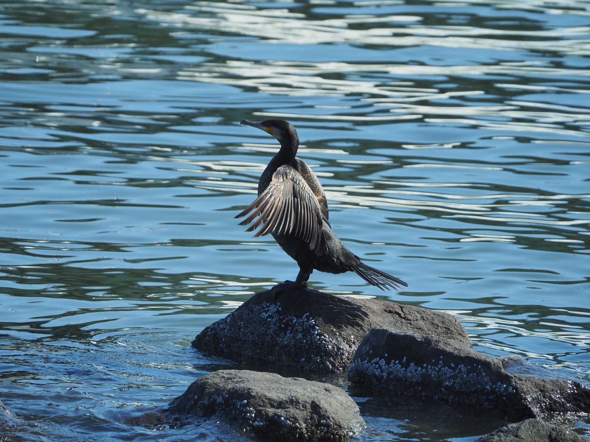 東京港野鳥公園 ウミウの写真 by アカウント9088