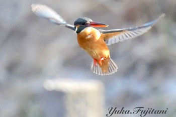 Common Kingfisher Mizumoto Park Tue, 1/30/2024