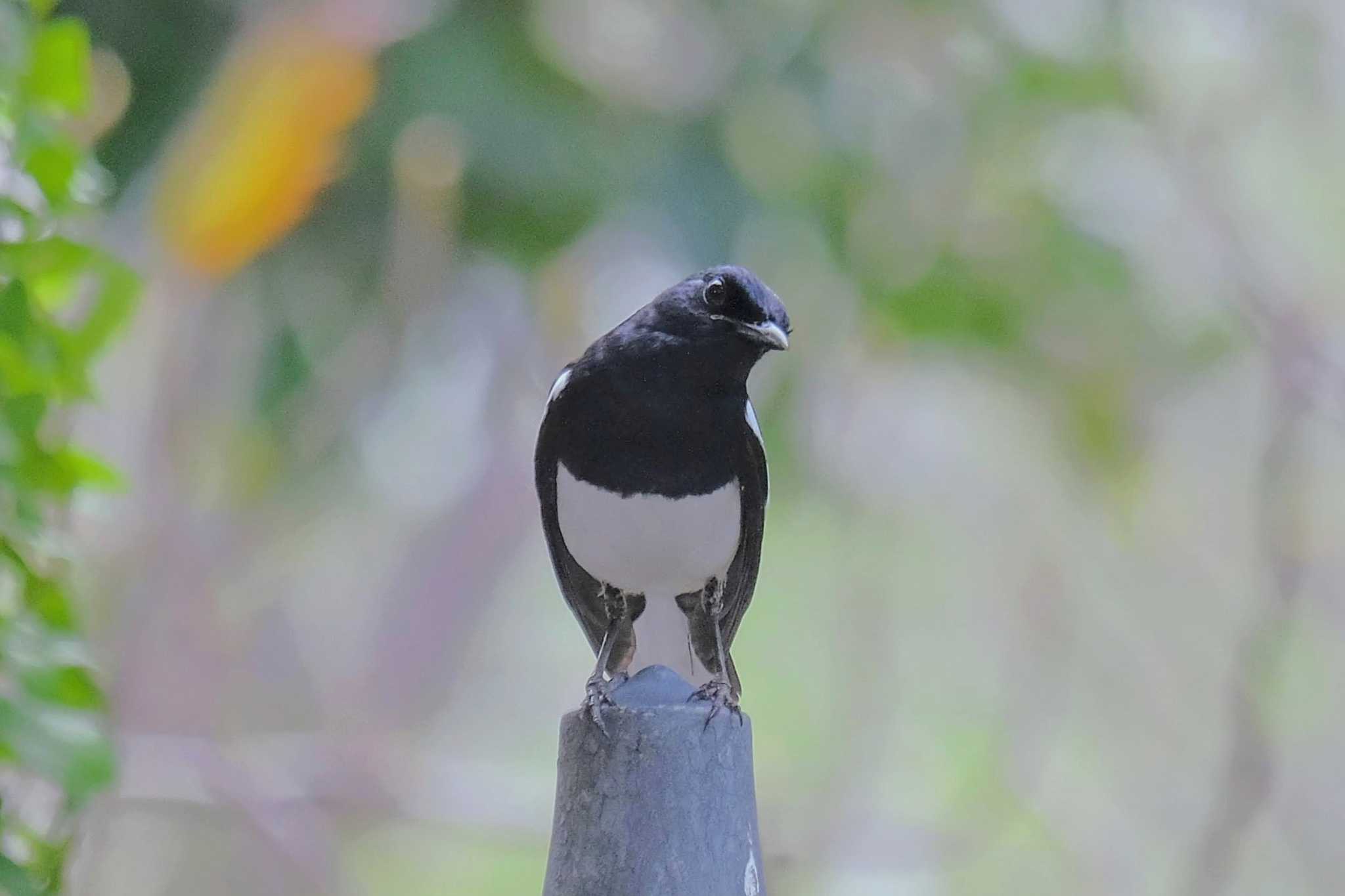 Oriental Magpie-Robin