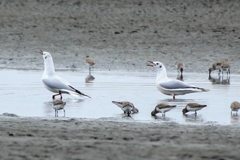 ユリカモメ ふなばし三番瀬海浜公園 2024年3月24日(日)