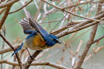 Red-flanked Bluetail Kodomo Shizen Park Sun, 3/24/2024