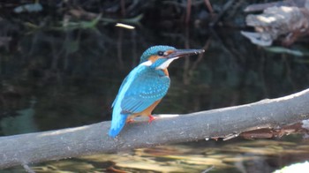 カワセミ 木曽川河跡湖公園 2024年3月27日(水)