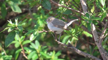 Red-breasted Flycatcher 宮田用水(蘇南公園前・江南市) Wed, 3/27/2024