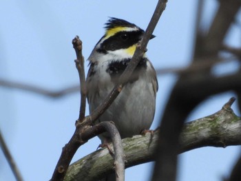 Yellow-throated Bunting 室津 Wed, 3/27/2024