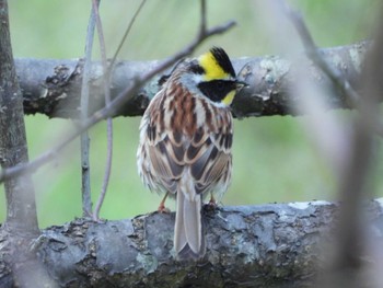 Yellow-throated Bunting 室津 Wed, 3/27/2024