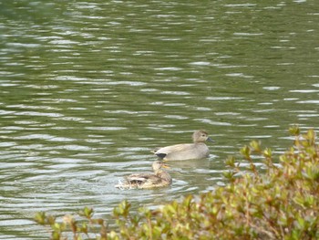 Gadwall じゅん菜池緑地(蓴菜池緑地) Thu, 3/28/2024