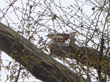 Thu, 3/28/2024 Birding report at じゅん菜池緑地(蓴菜池緑地)