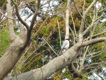 オナガ じゅん菜池緑地(蓴菜池緑地) 2024年3月28日(木)