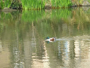 ハシビロガモ じゅん菜池緑地(蓴菜池緑地) 2024年3月28日(木)