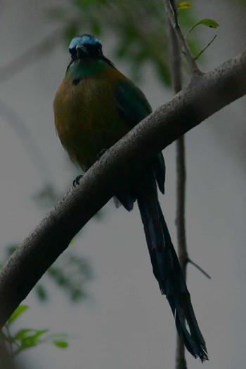 Amazonian Motmot コスタリカ Thu, 2/8/2024