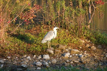 アオサギ 昆陽池公園 2018年11月16日(金)