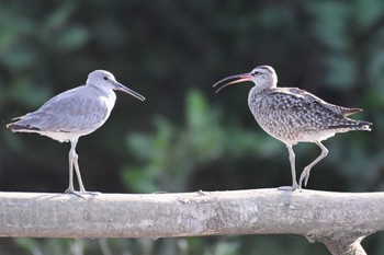 Willet コスタリカ Sat, 2/10/2024