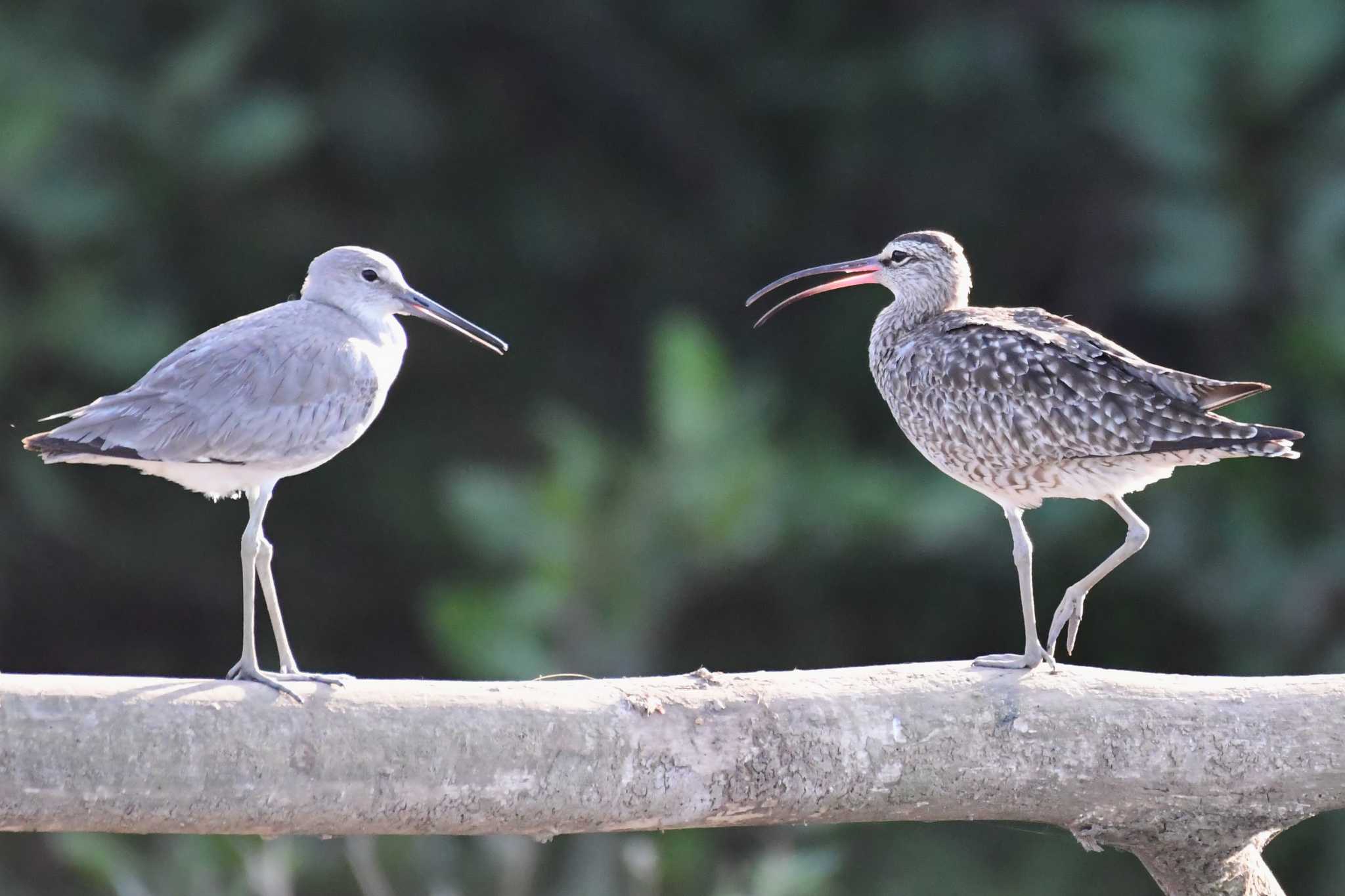 Photo of Willet at コスタリカ by でみこ