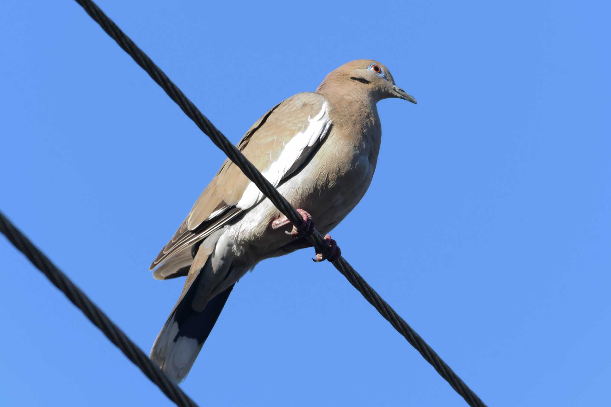 Photo of White-winged Dove at コスタリカ by でみこ