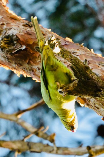 Indian Rose-necked Parakeet Unknown Spots Thu, 3/21/2024