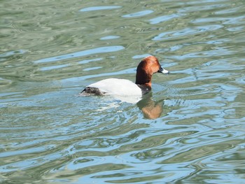 ホシハジロ 東京港野鳥公園 2023年3月19日(日)