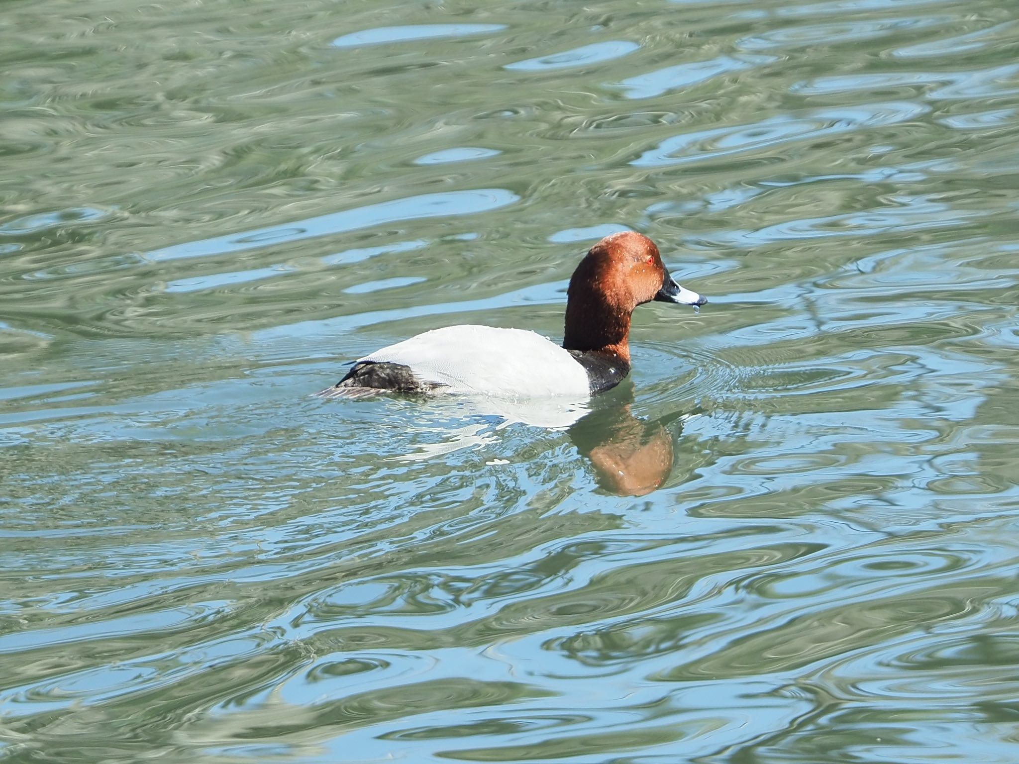 東京港野鳥公園 ホシハジロの写真 by アカウント9088