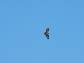 ノスリ 東京港野鳥公園 2023年3月19日(日)