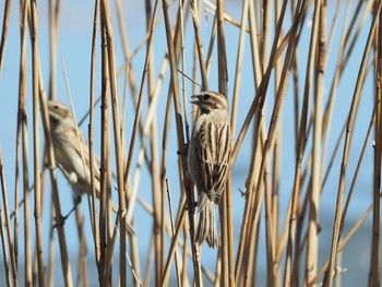 オオジュリン 東京港野鳥公園 2023年3月19日(日)