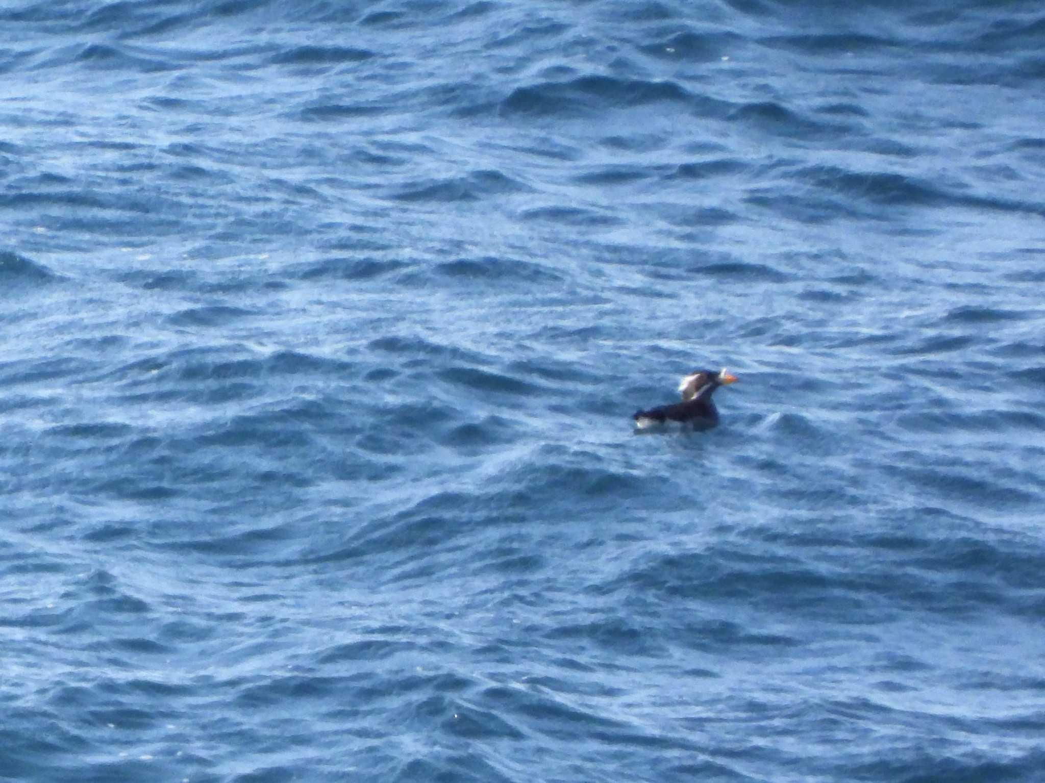 Photo of Rhinoceros Auklet at 大洗-苫小牧航路 by 𝕲𝖗𝖊𝖞 𝕳𝖊𝖗𝖔𝖓